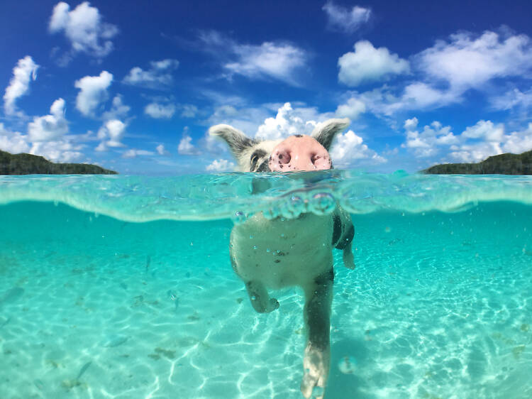 A feral pig swimming in Exuma’s Big Major Cay