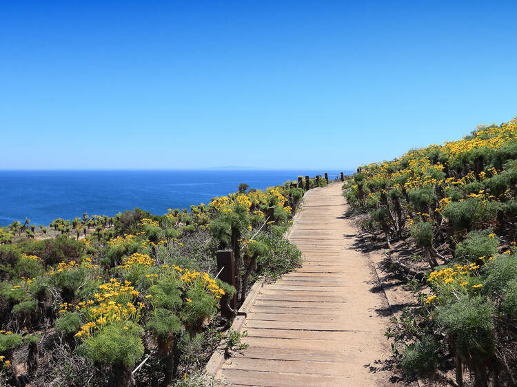 Where to see wildflowers near L.A.