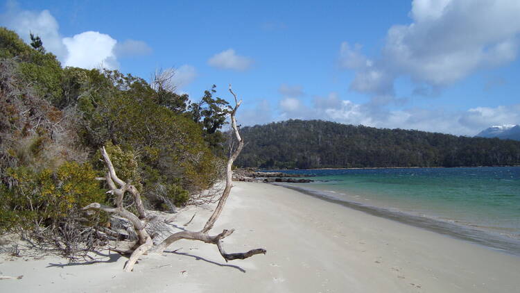 Beach lined by shrubs and trees