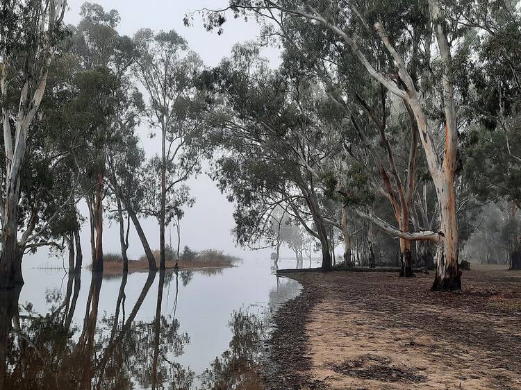 Barmah Lakes Campground, VIC