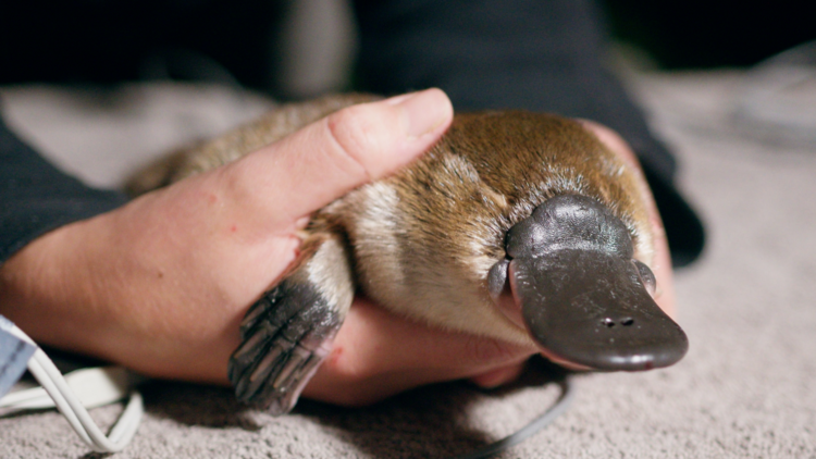 A baby platypus being held