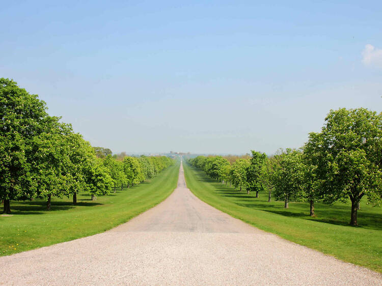 Windsor Great Park