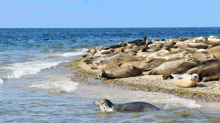 Blakeney Point