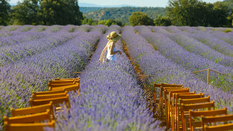 Festival de la Lavanda de Brihuega