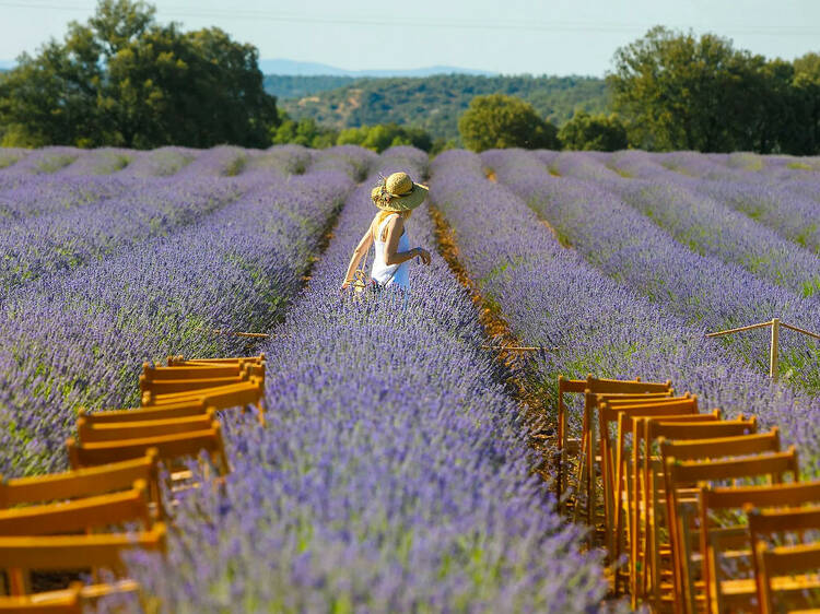 Festival de la Lavanda