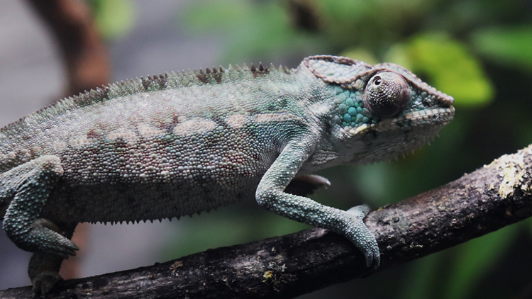 A panther chameleon on a branch 