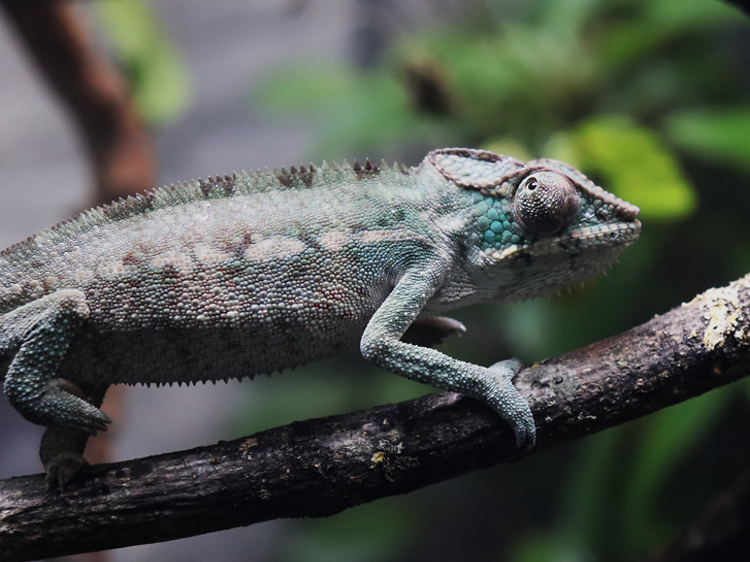 Pay a visit to the London Zoo’s brand-new reptile house