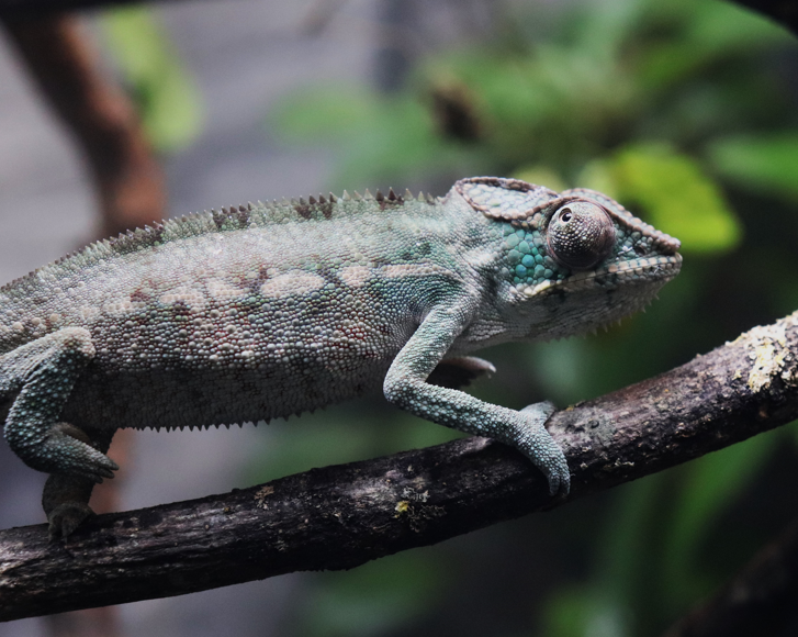 First look: inside London Zoo’s brand-new reptile house