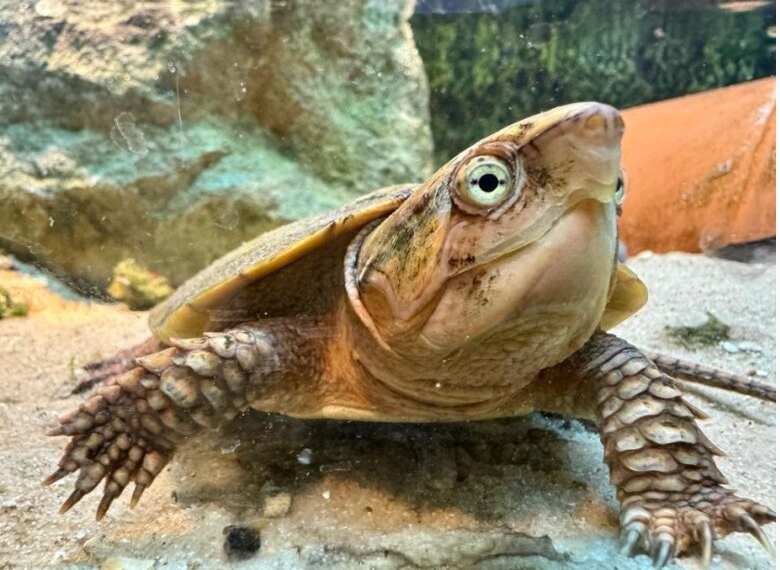 A big headed turtle underwater