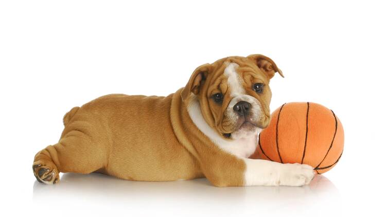 A dog with a basketball