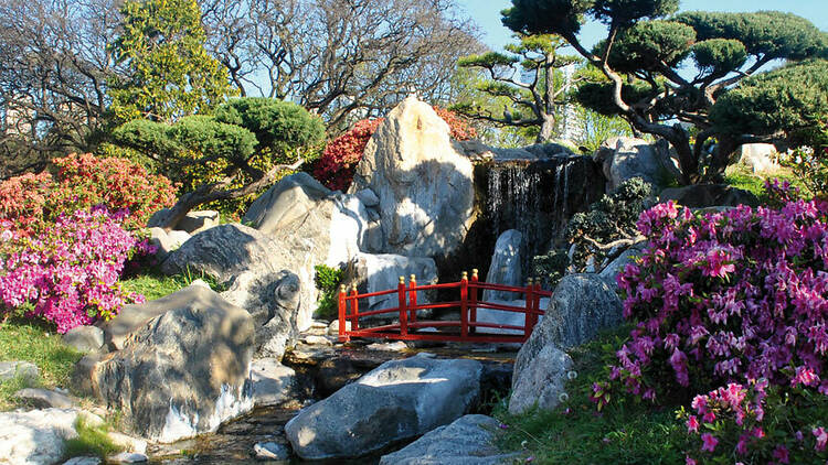 Photographing cherry blossoms in the Japanese Garden