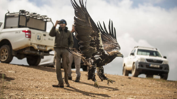A águia-imperial-ibérica foi devolvida à natureza em Mértola