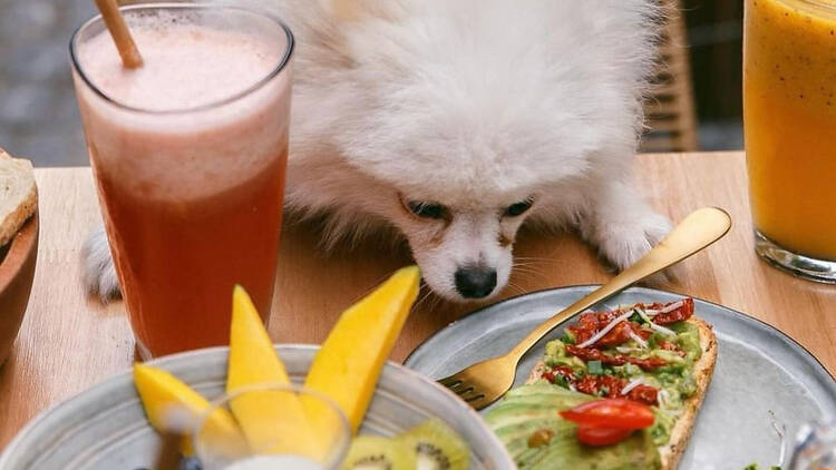 perro-vaso-mesa-fruta-plato