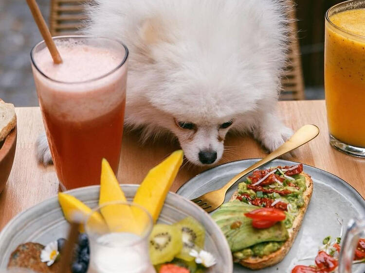 Más que pet-friendly: 10 restaurantes para salir a comer con tu mascota