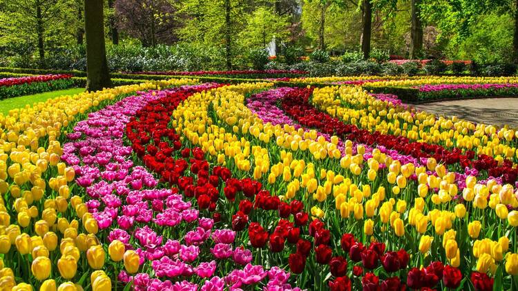 Tulips at Keukenhof, Netherlands
