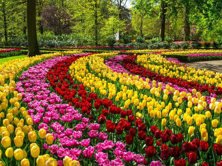 Europe’s best flower festivals to visit this season