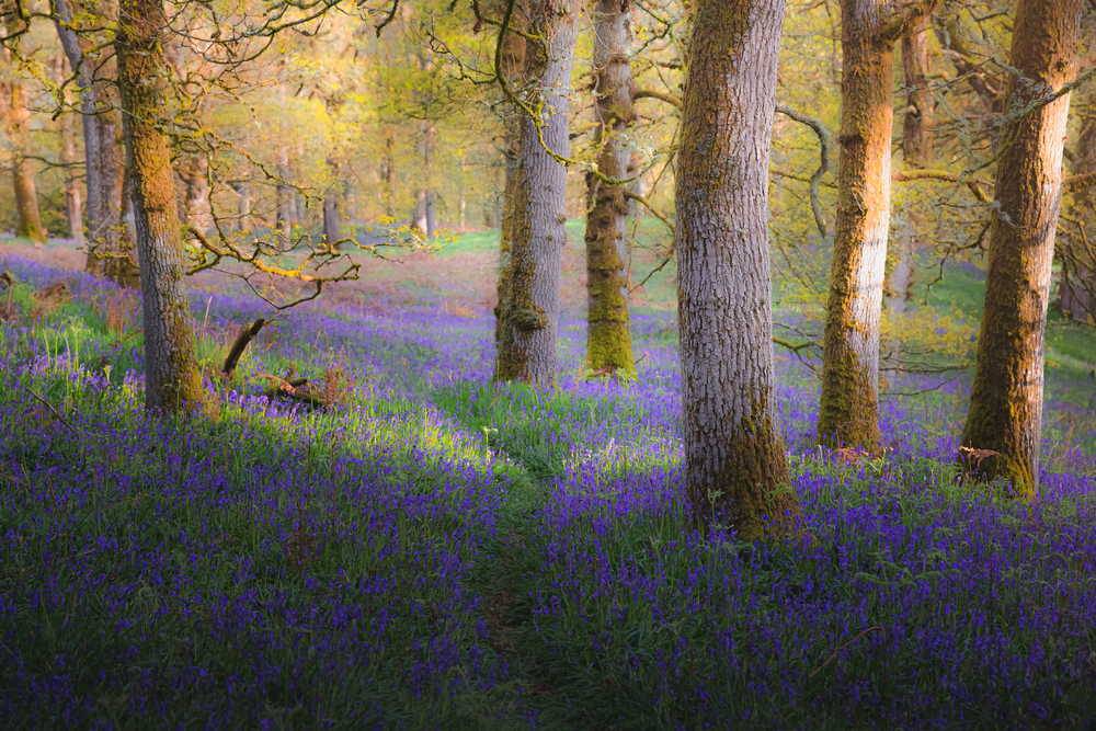 Bluebells in Kinclaven Bluebell Wood, Scotland