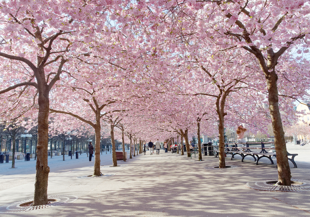 Cherry Blossom in Stockholm, Sweden