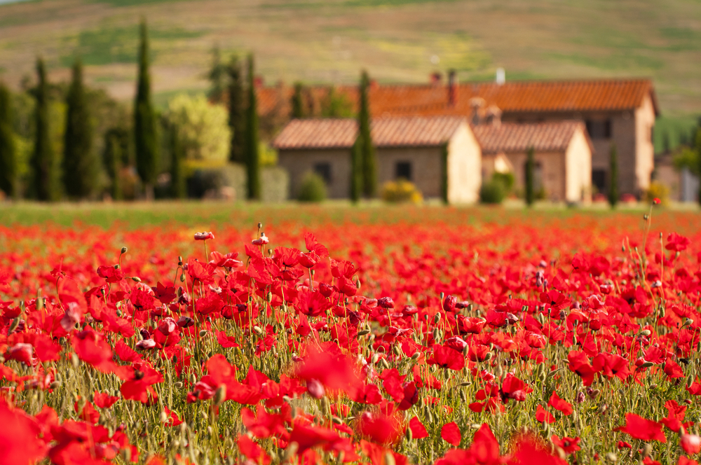 Poppies in Tuscany, Italy