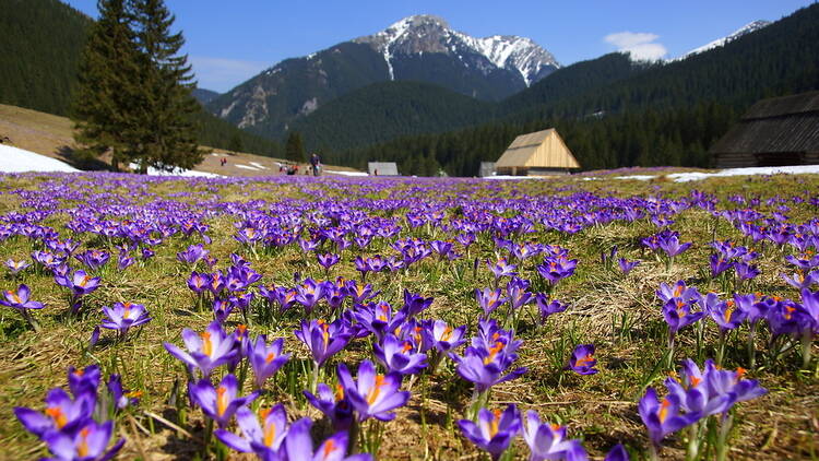 Crocuses in the Chochołowska Valley, Poland