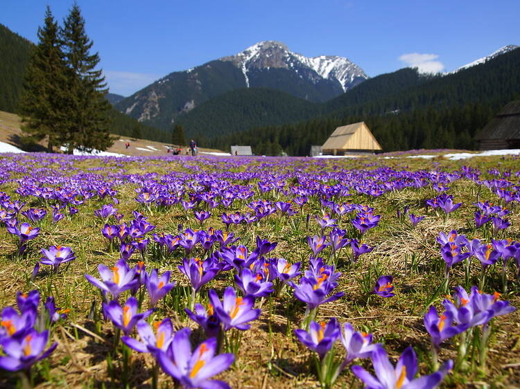 The most beautiful places to see spring flowers in Europe