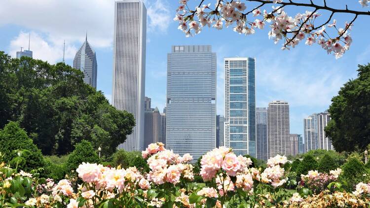 Cherry blossoms with the chicago skyline in the background