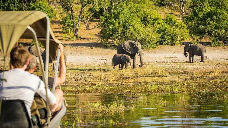 Head out on safari in Botswana, Kenya and Tanzania for close-encounters with the wildlife