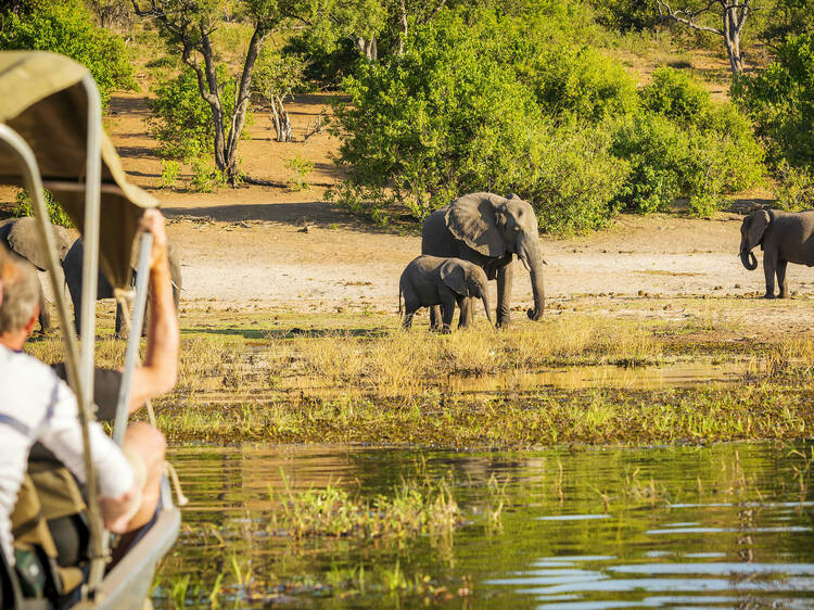 Head out on safari in Botswana, Kenya and Tanzania for close-encounters with the wildlife