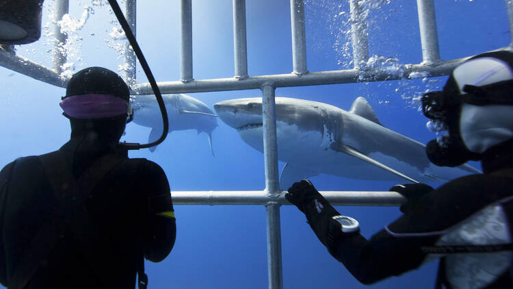 Get up close and personal with a Great White Shark in South Africa