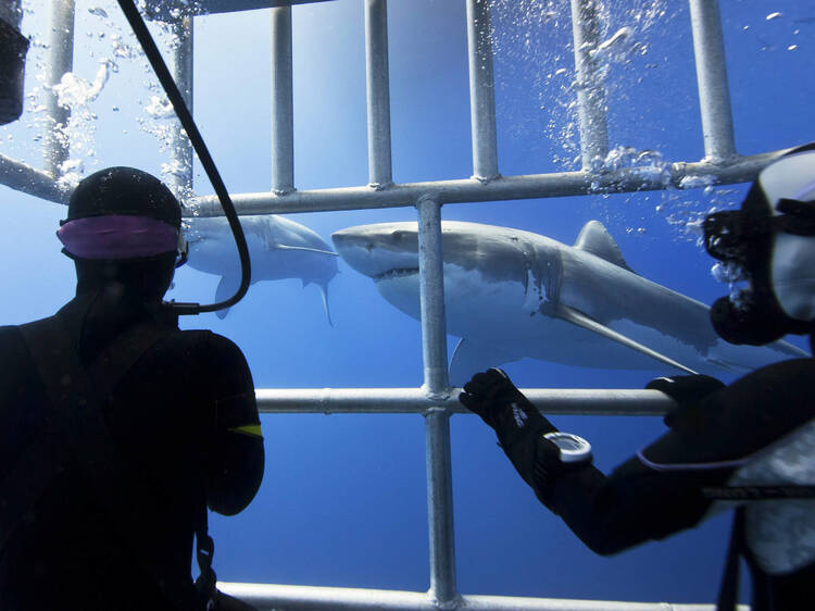 Get up close and personal with a Great White Shark in South Africa