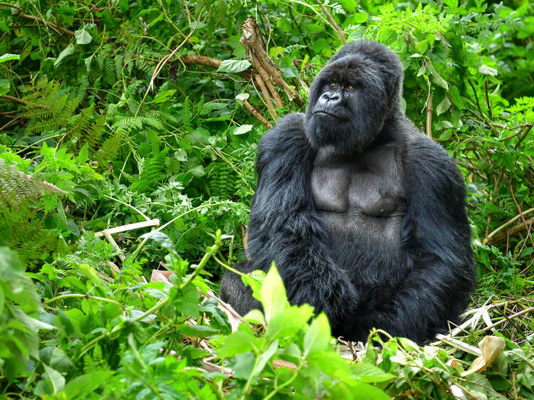 Go Gorilla trekking in Uganda or Rwanda on an ethical tour