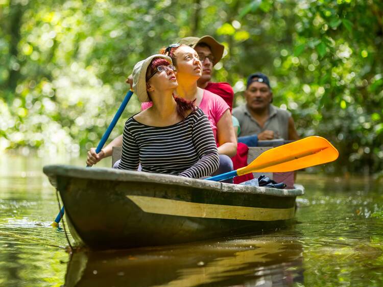 Explore the mystical Amazon Rainforest for an unforgettable sight