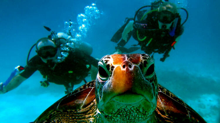 Swim with rare sea creatures while scuba diving in the Galápagos Islands