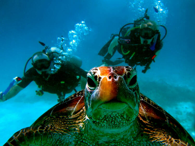 Swim with rare sea creatures while scuba diving in the Galápagos Islands