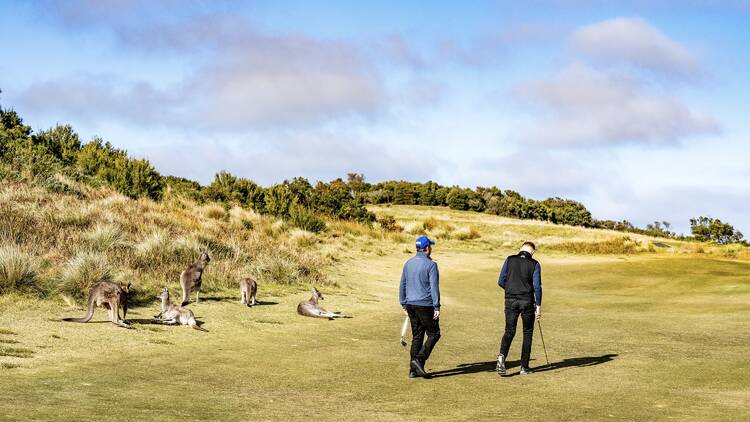 Golf players and kangaroos on a golf course