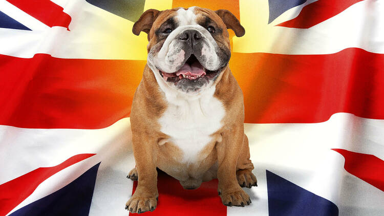Bulldog happy on a Union Jack