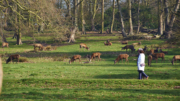 Spot the deer in Richmond Park