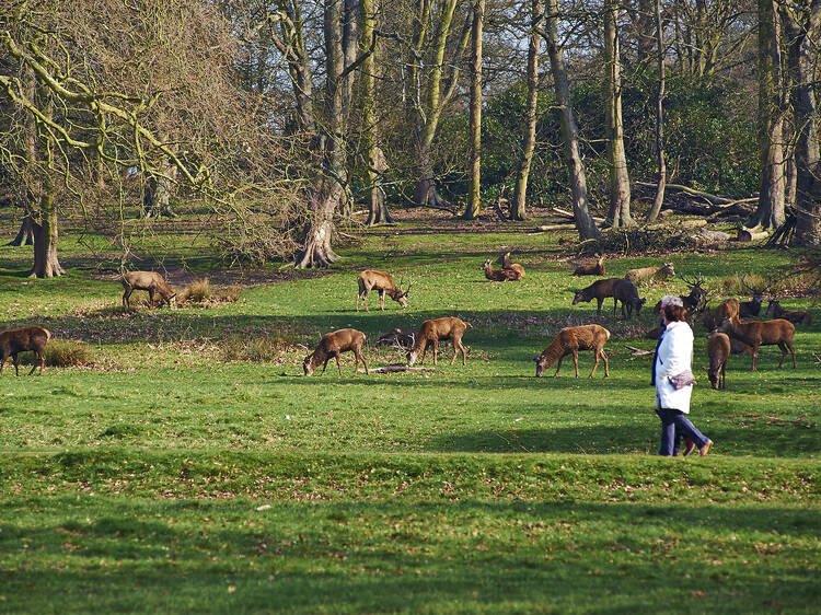 Spot the deer in Richmond Park