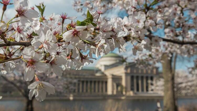 The best places to see cherry blossoms around Chicago