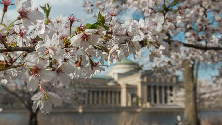 Cherry blossoms