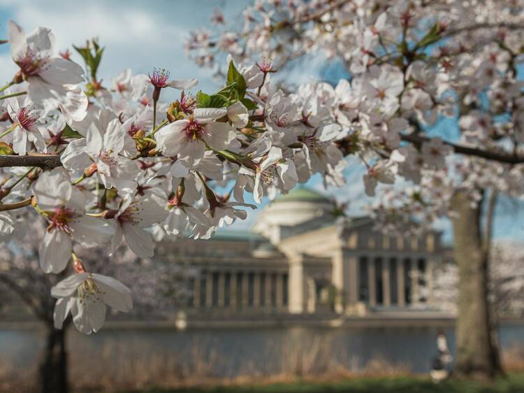 Cherry blossoms