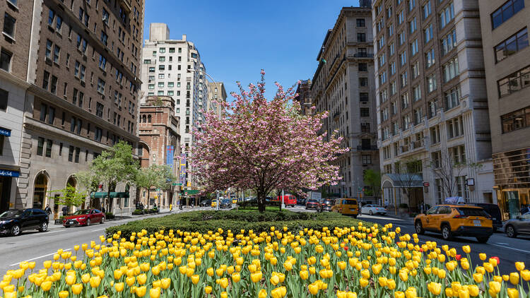 Blooming Yellow Tulips along Park Avenue during Spring on the Upper East Side of New York City