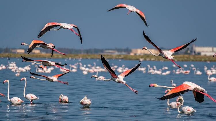 Gediz Delta