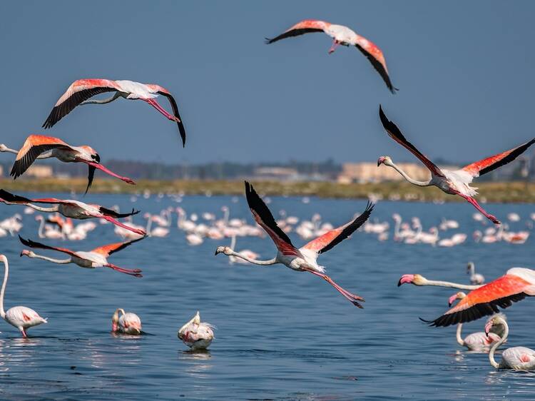 Gediz Delta