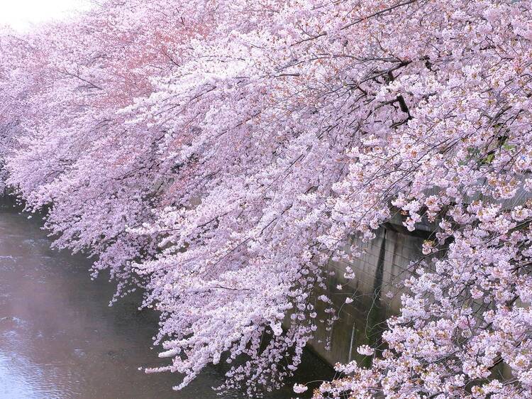 花見は穴場で楽しむ。