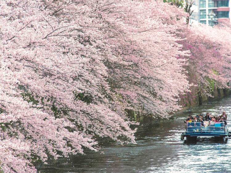 東京、水上で楽しむ花見2024