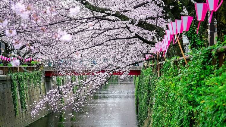 Cherry blossoms along the Meguro River