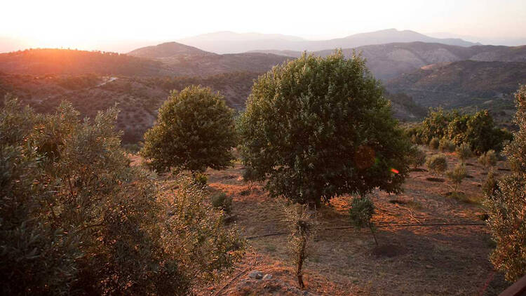 Güllü Konakları (Güllü Konakları)