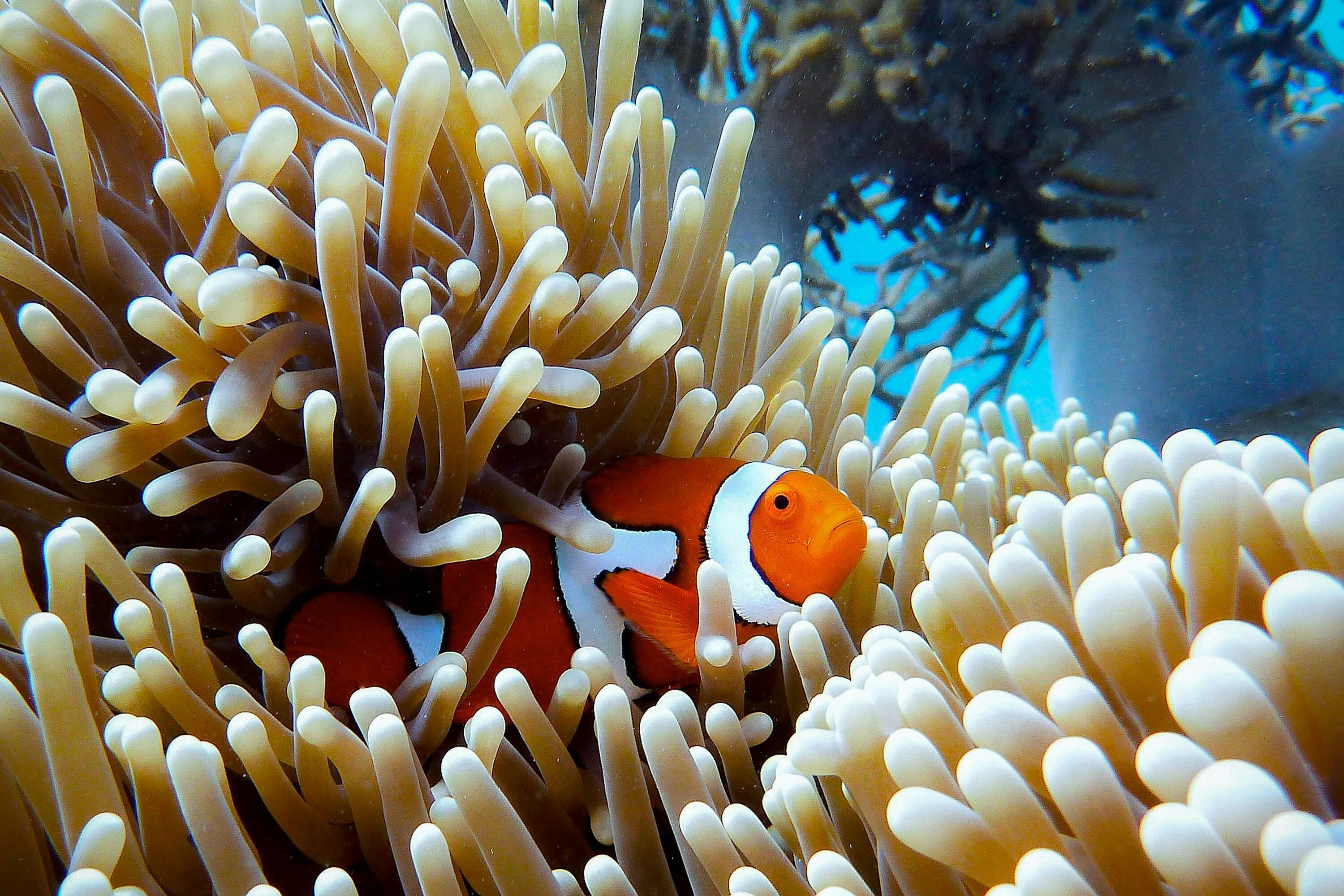Nemo at the  Great Barrier Reef