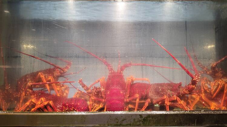 lobsters in a tank